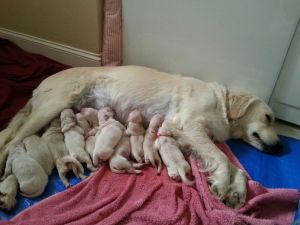 Jovi and 12 pups