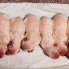 freedom-pups born oct 25 4 girls 5 boys