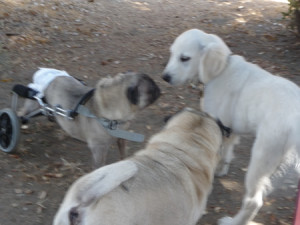 roxy, jilly and shilo